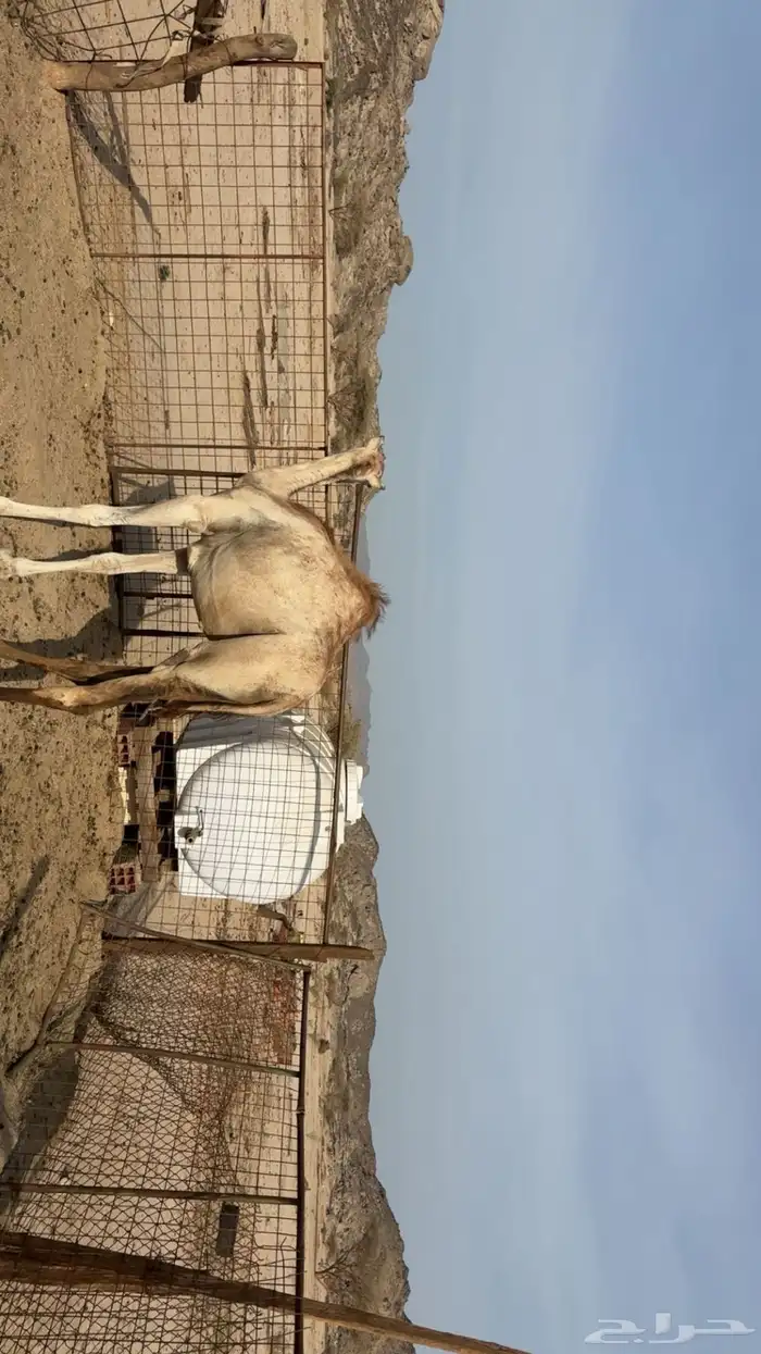بكرا عمره سنه وشهرين 0