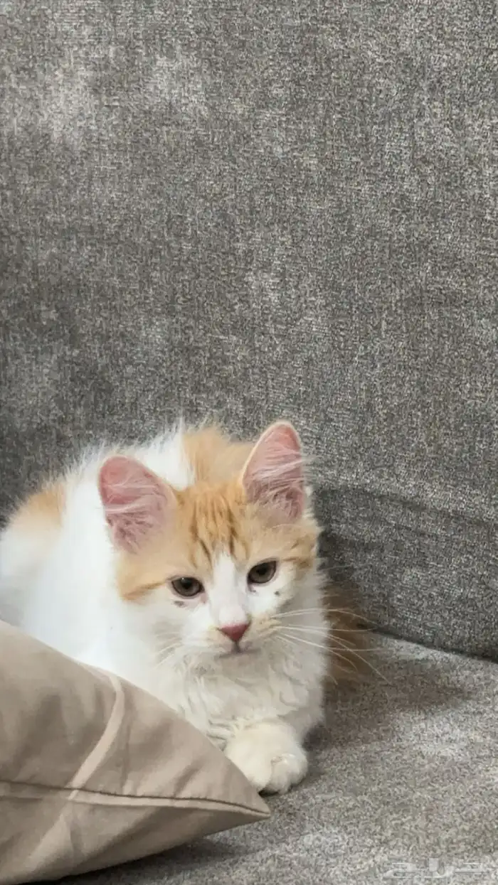 قطو مفقود سيمبا 0