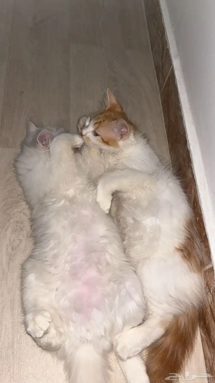 قطو مفقود سيمبا 1