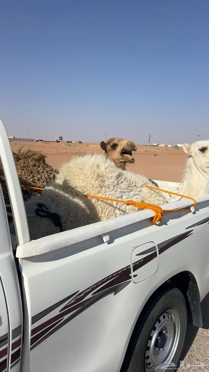 موصل حلال اغنام - حشو 0