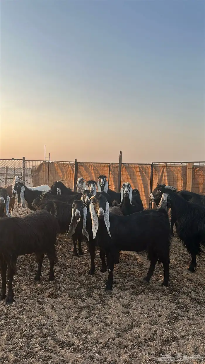 معزا مضاريع 0