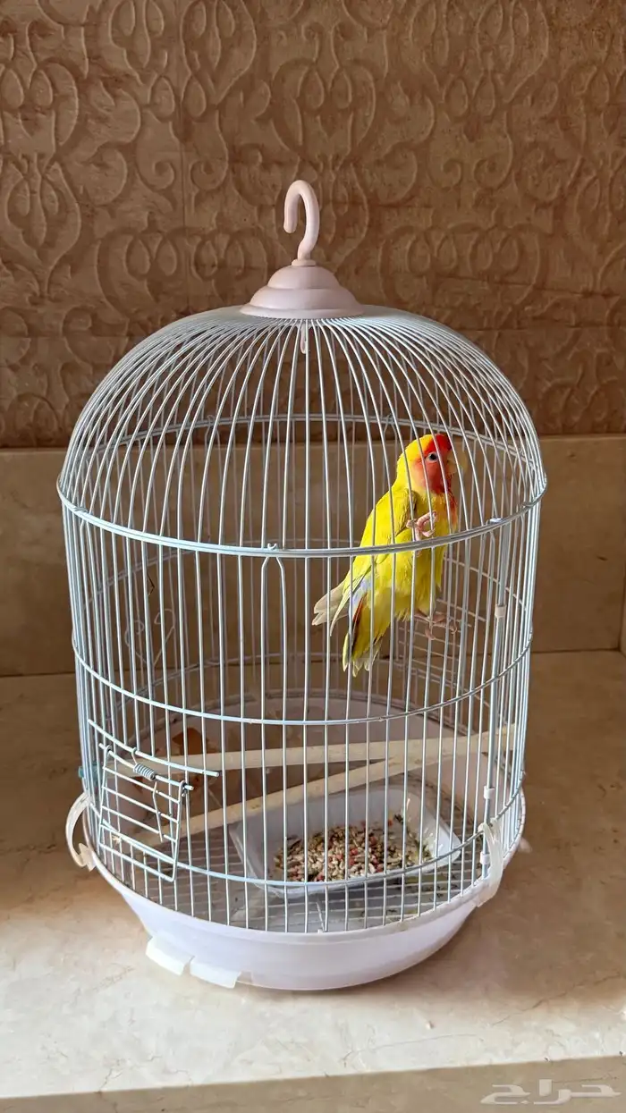 طائر روز اليف للبيع 0
