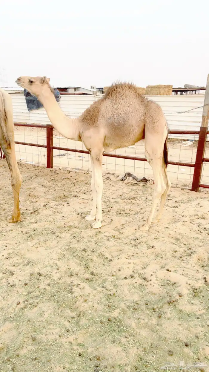 ناقة خلفة 1