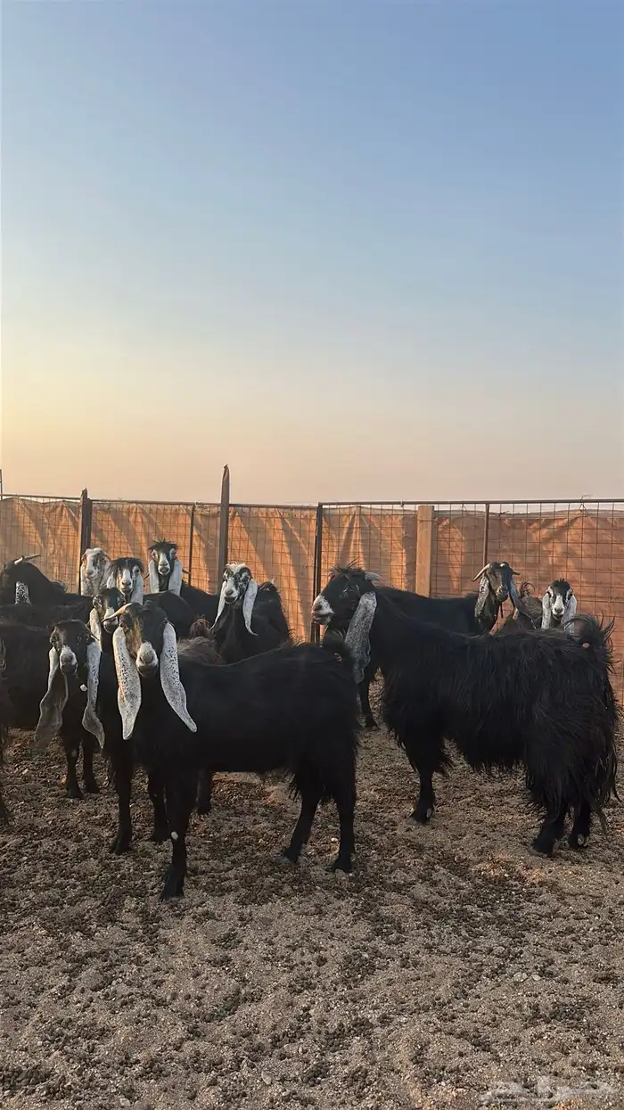 معزا مضاريع 1