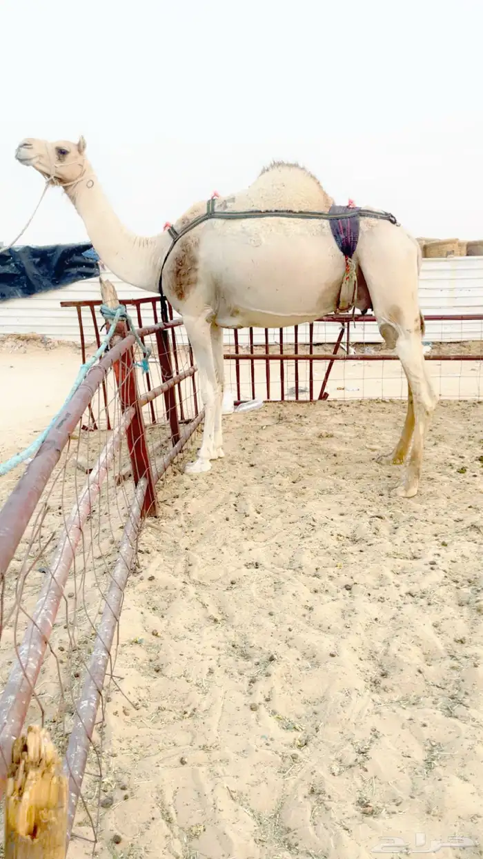 ناقة خلفة 0