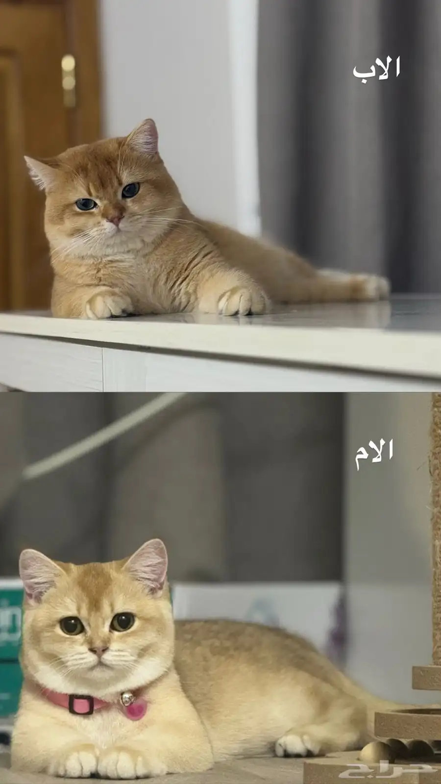 برتش انثى شورت هير 2