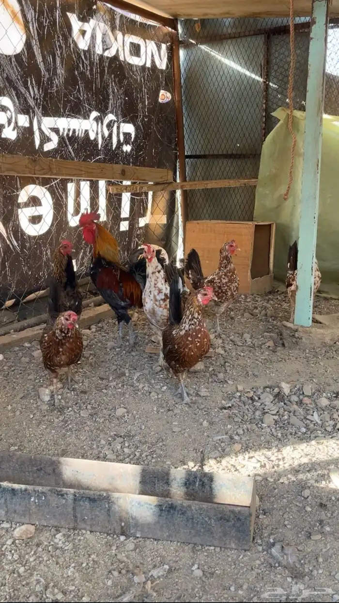 دجاج عربي اصيل ما كنتوش 2