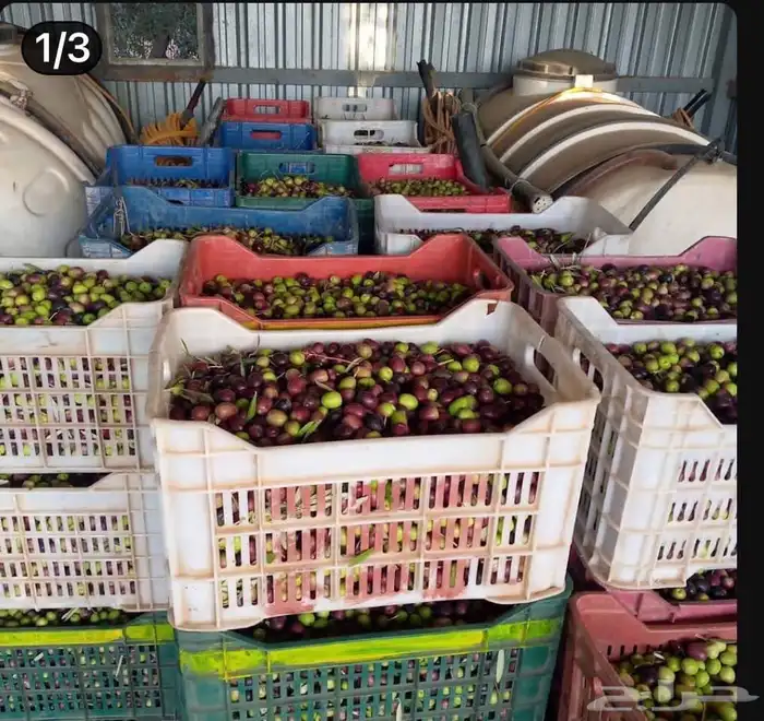 زيت زيتون الفلسطيني بعل عالأمطار شحن لجميع مناطق المملكه 0
