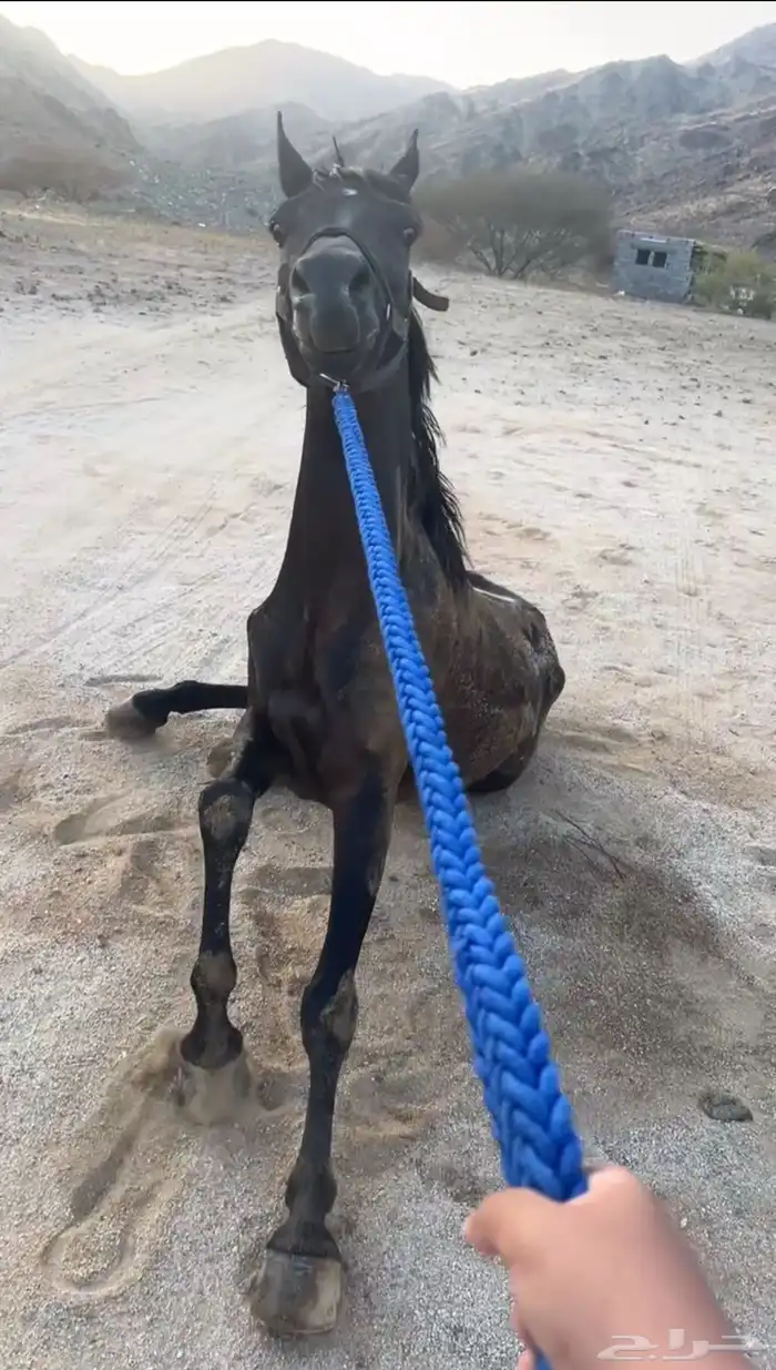 حصان شعبي 4
