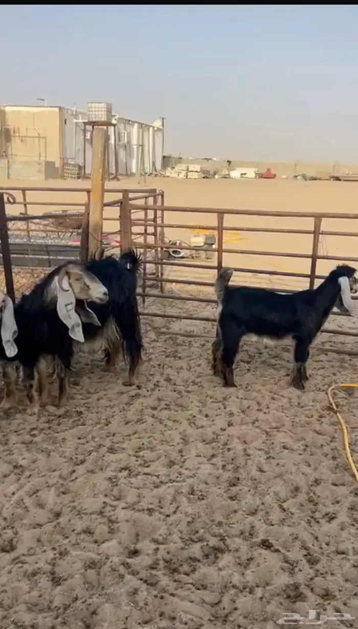 معزا رغايث 2 4 شرط سن وديد. عيالها ذبايح 1