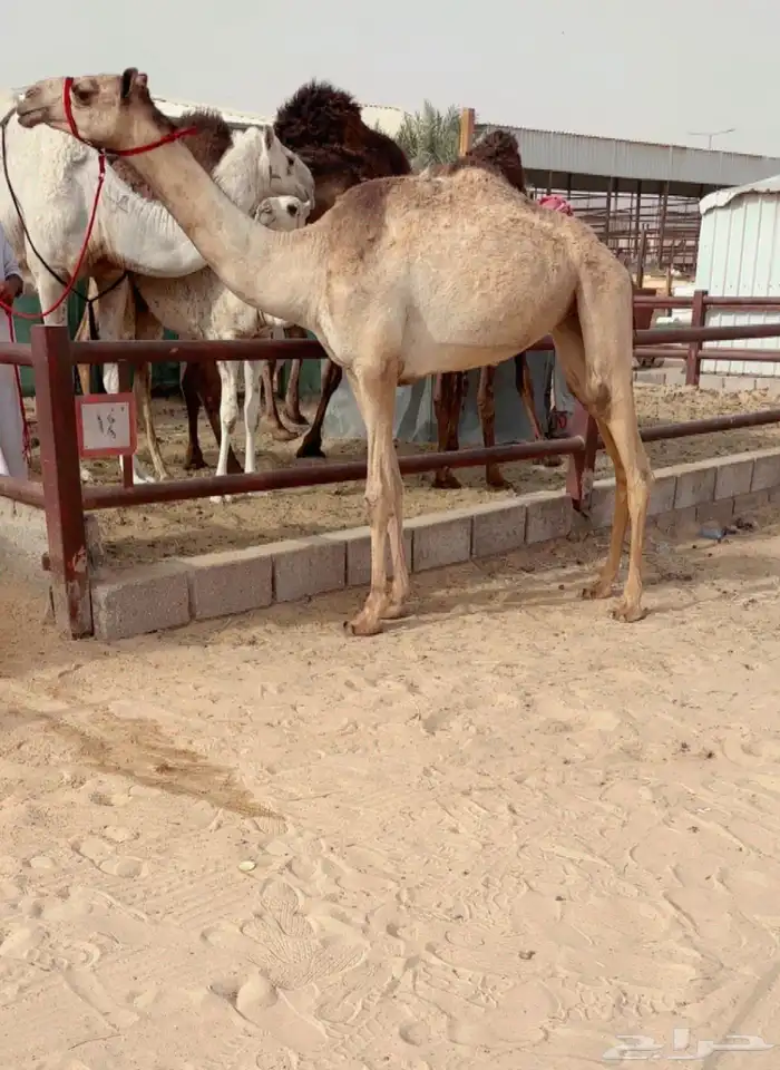 حقه سابق 0