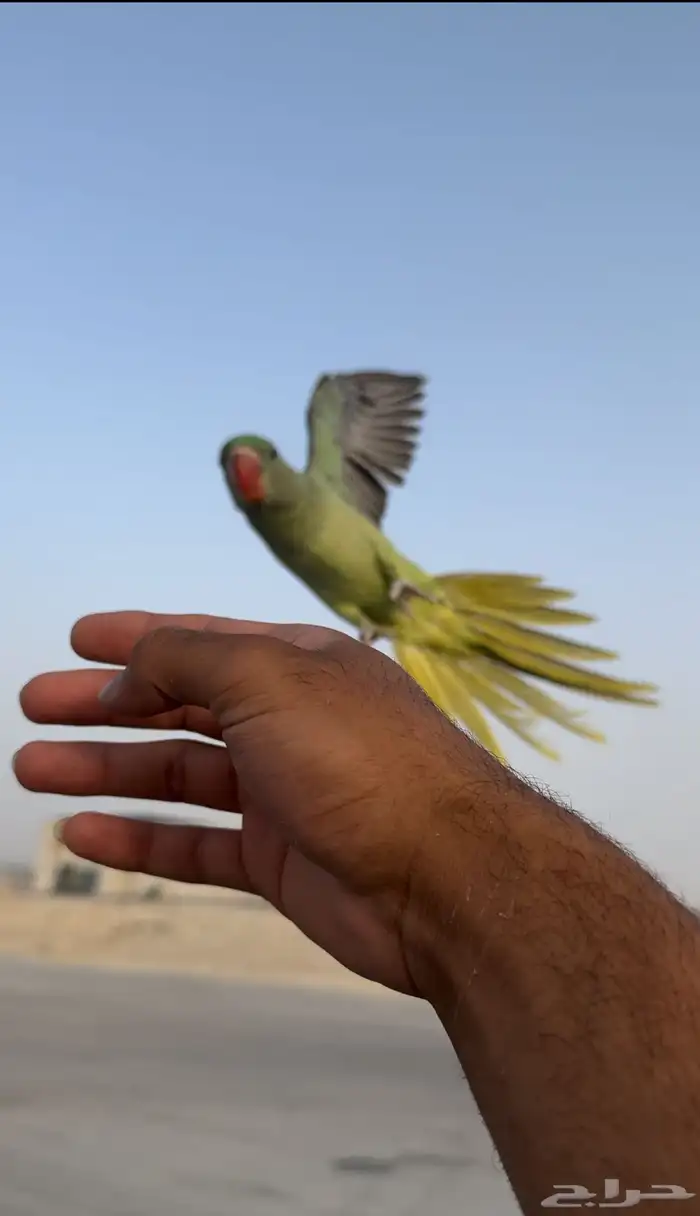 نيبالي هدد خارجي 1