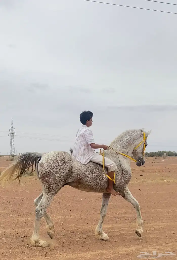 حصان شعبي الاسم فهد الأب فالكون الحساء الام مجهول 1