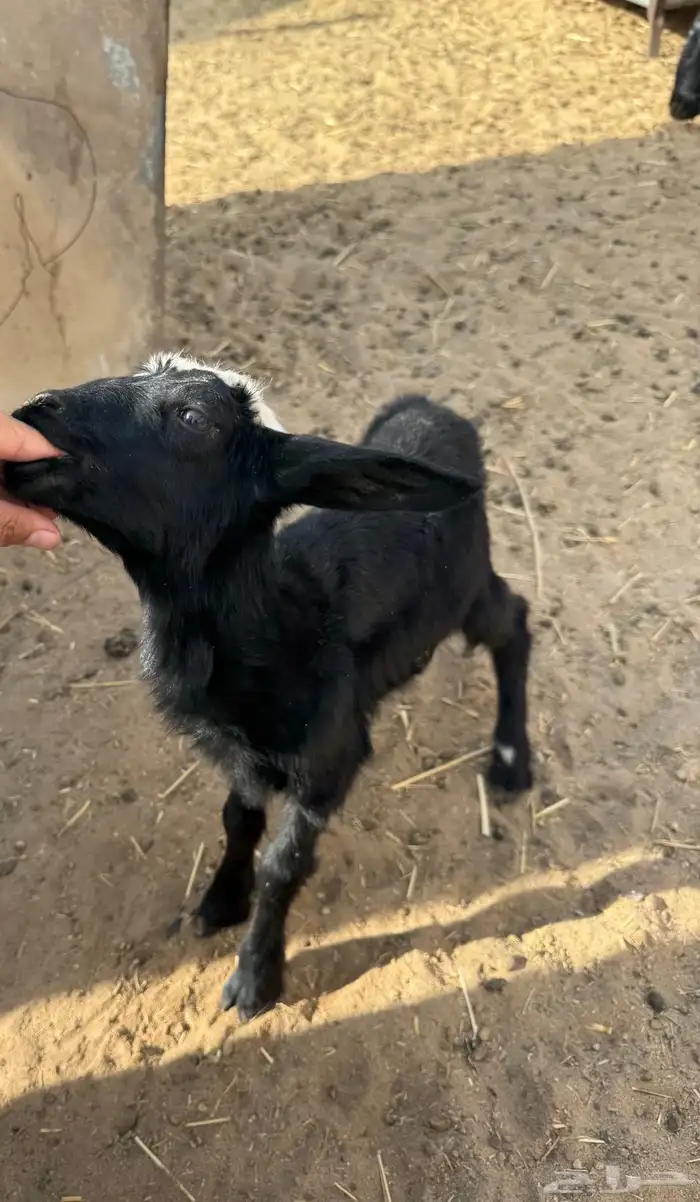 رخل ترضع 1