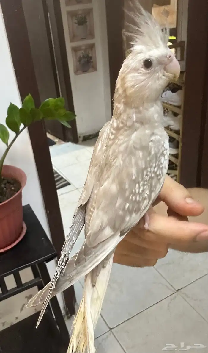 كروان هولندي اليف 0