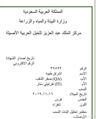 فرس واهو 2