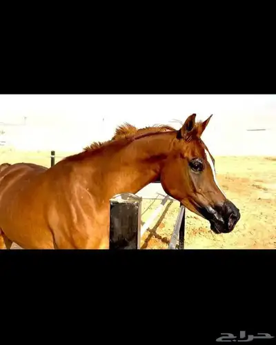 فرس واهو 1