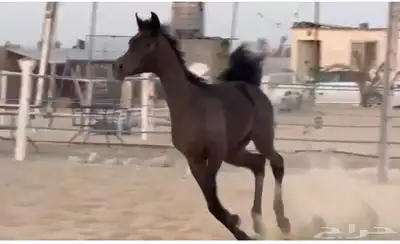 مزاد هجر لبيع وعرض الخيول 1