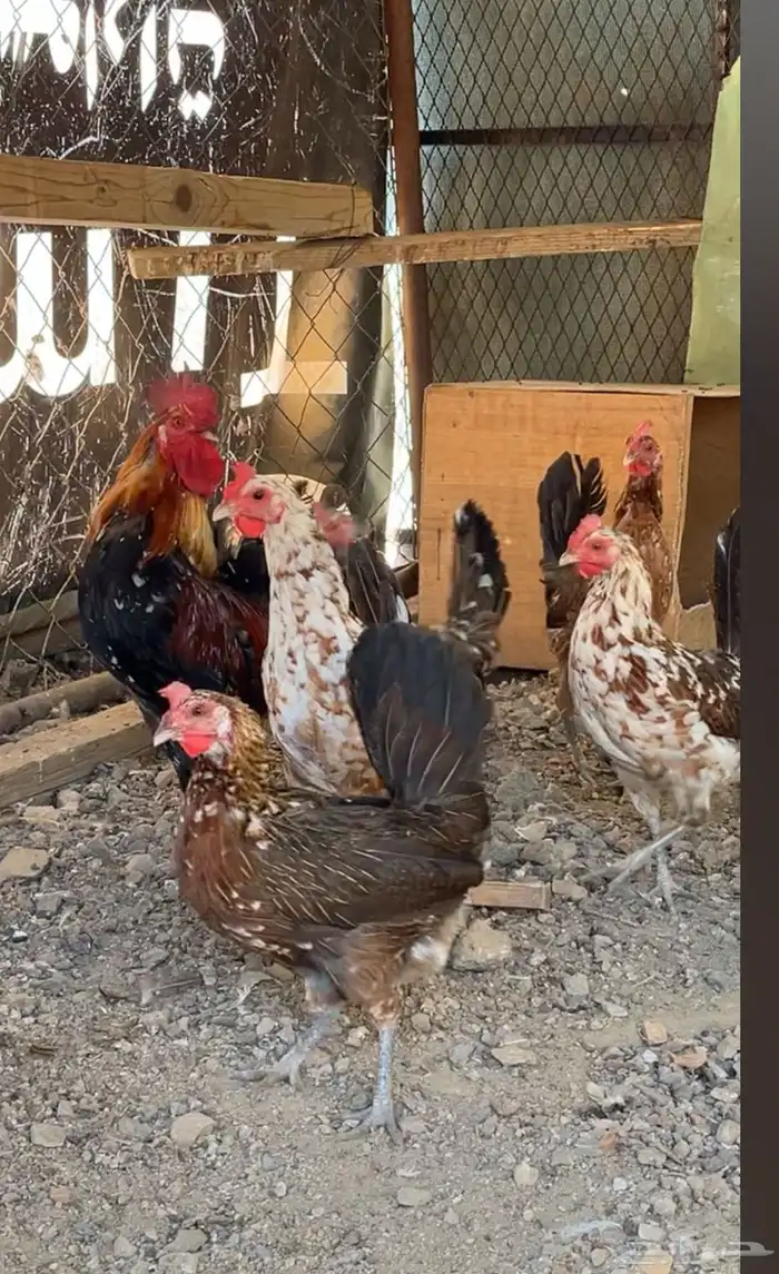 دجاج عربي اصيل ما كنتوش 0