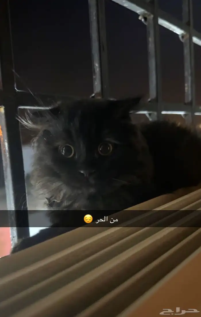 سكوتش لعوبه للبيع 0