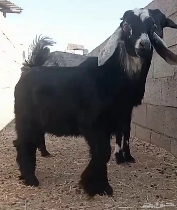 تيس ذبيحه مشالله 0