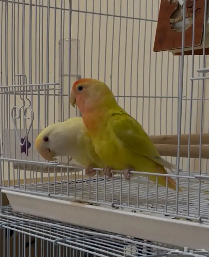 جوز روز 2