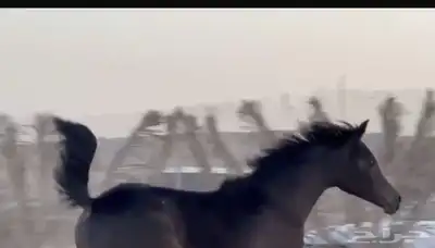 مزاد هجر لبيع وعرض الخيول 2