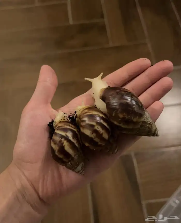 حلزونات للبيع 0