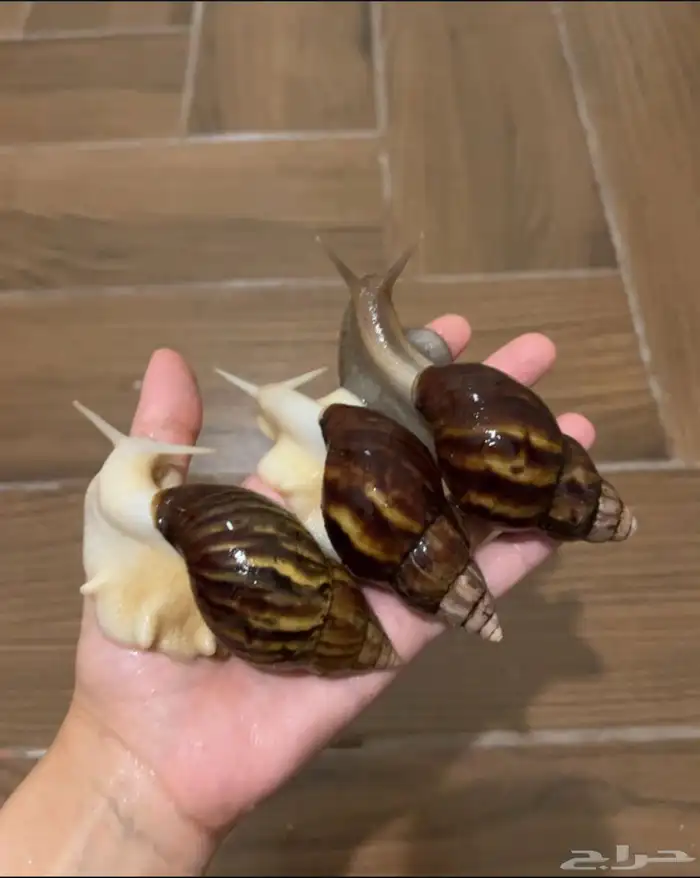 حلزونات للبيع 1