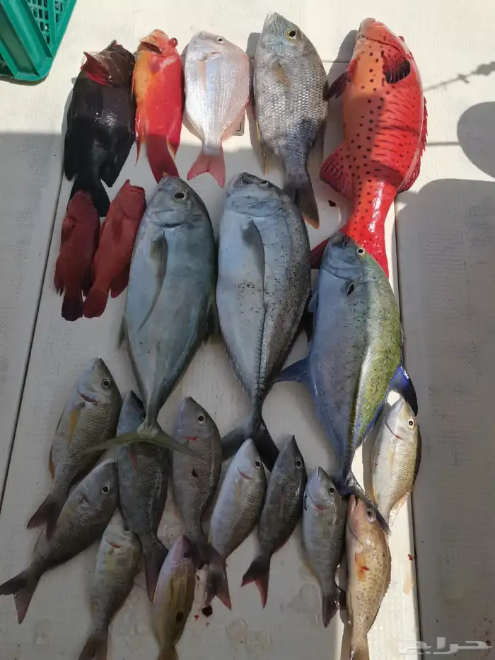 رحلات صيد من افضل الأماكن 4