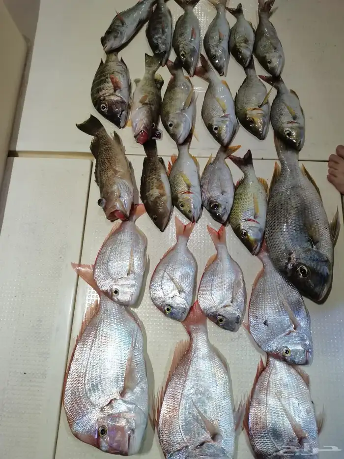 رحلات صيد من افضل الأماكن 3