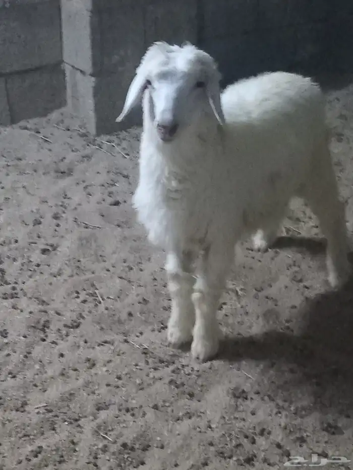 رخل حري للبيع المستعجل ((مبيوعه خارج الموقع والله يبارك له)) 1