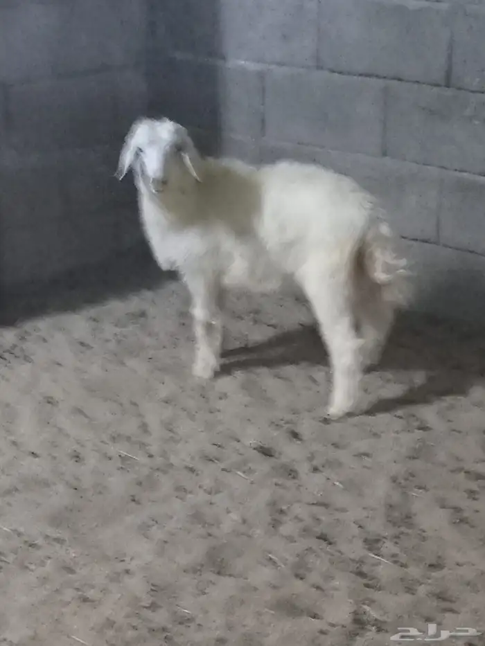 رخل حري للبيع المستعجل ((مبيوعه خارج الموقع والله يبارك له)) 0