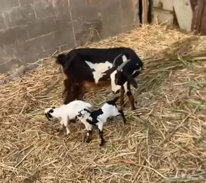 ماعز مقاني للبيع جمله على السووم 7