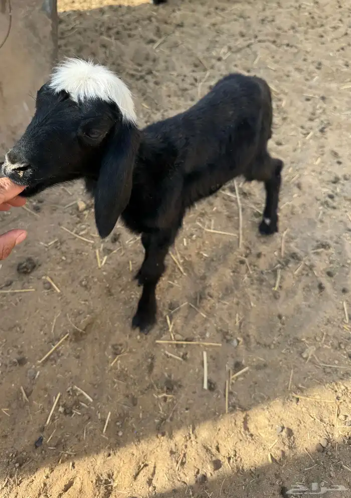 رخل ترضع 0