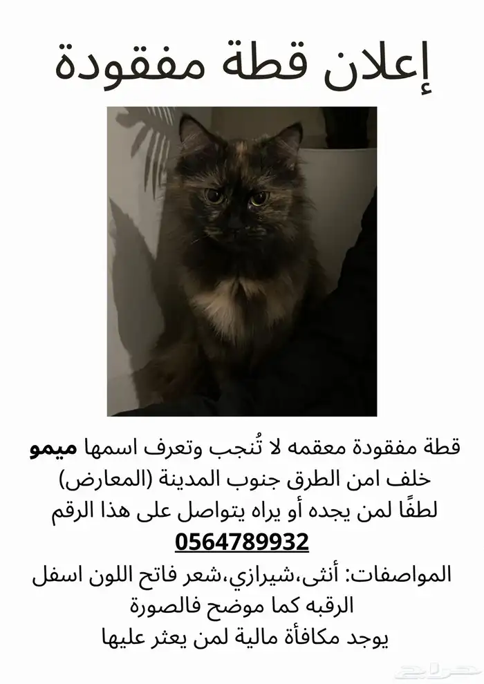 قط مفقود في بيشه 4