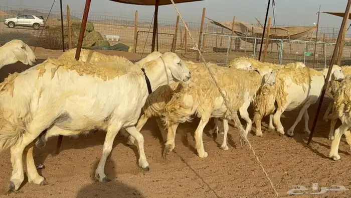 غنم حريات صنف نوادر 9