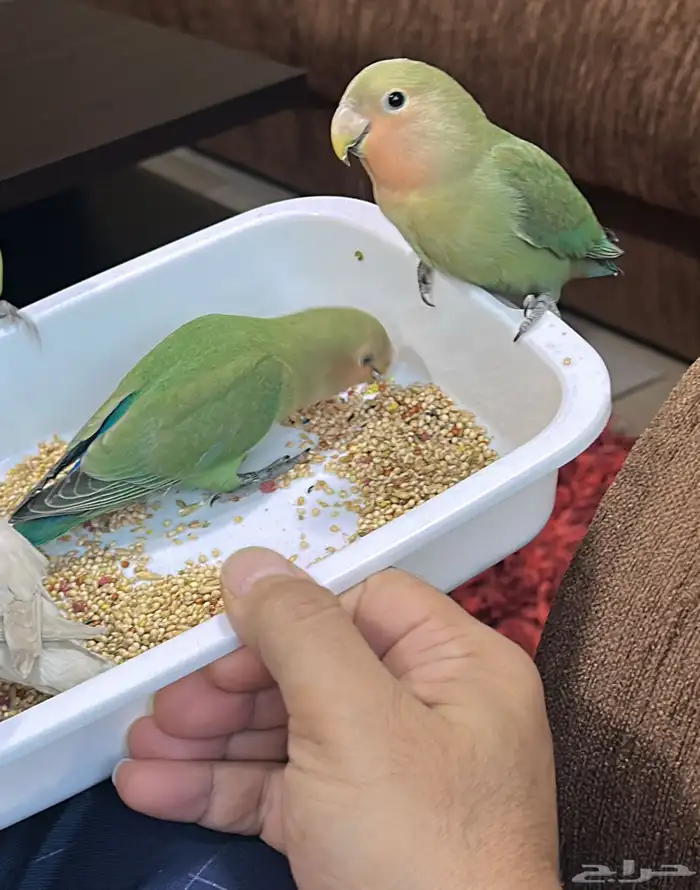 حبتين روز للبيع او البدل 2