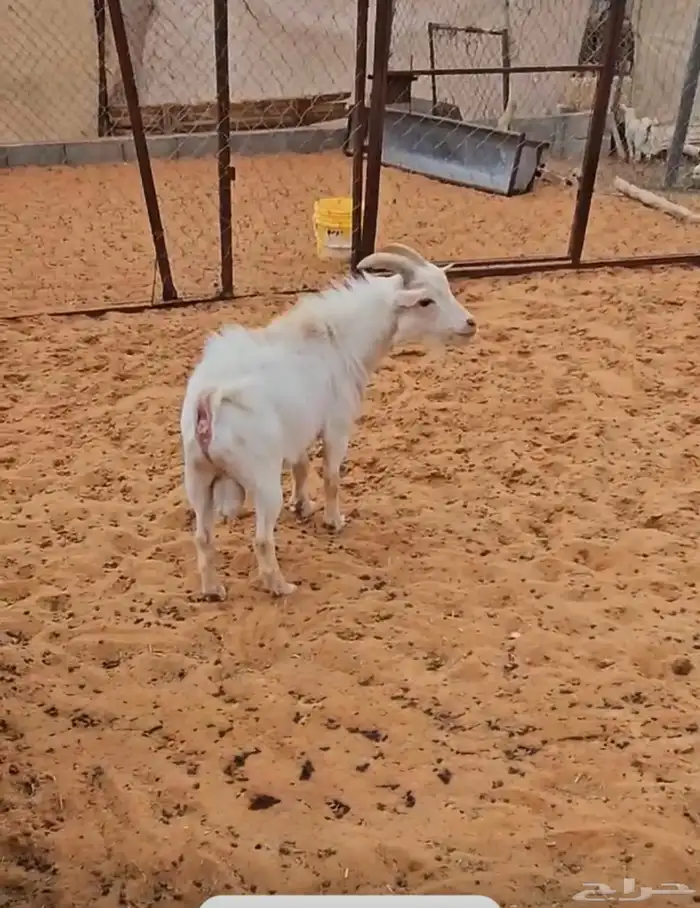 مطلوب تيس قزم 0
