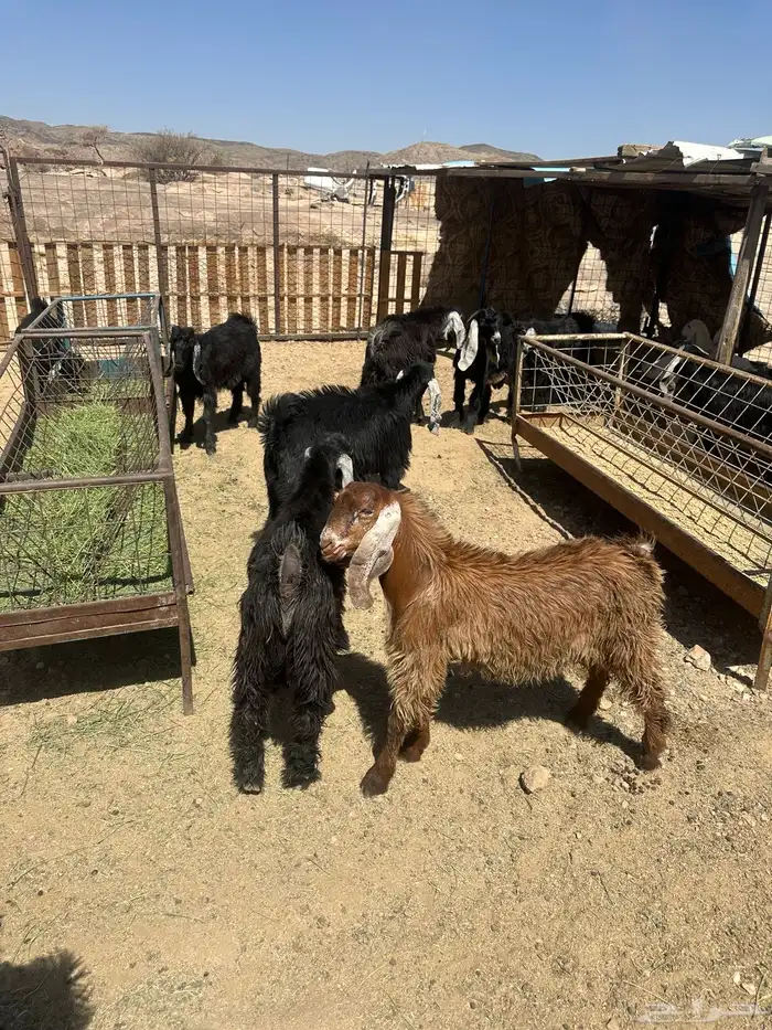 تيويس مقفله شحم 2