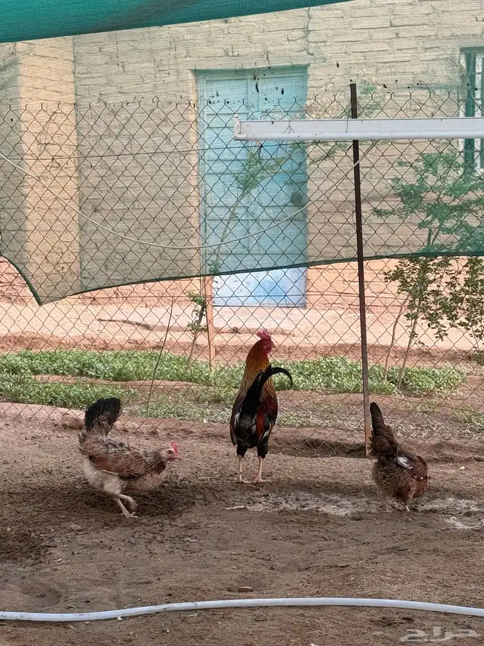 دجاج عربي فري 9