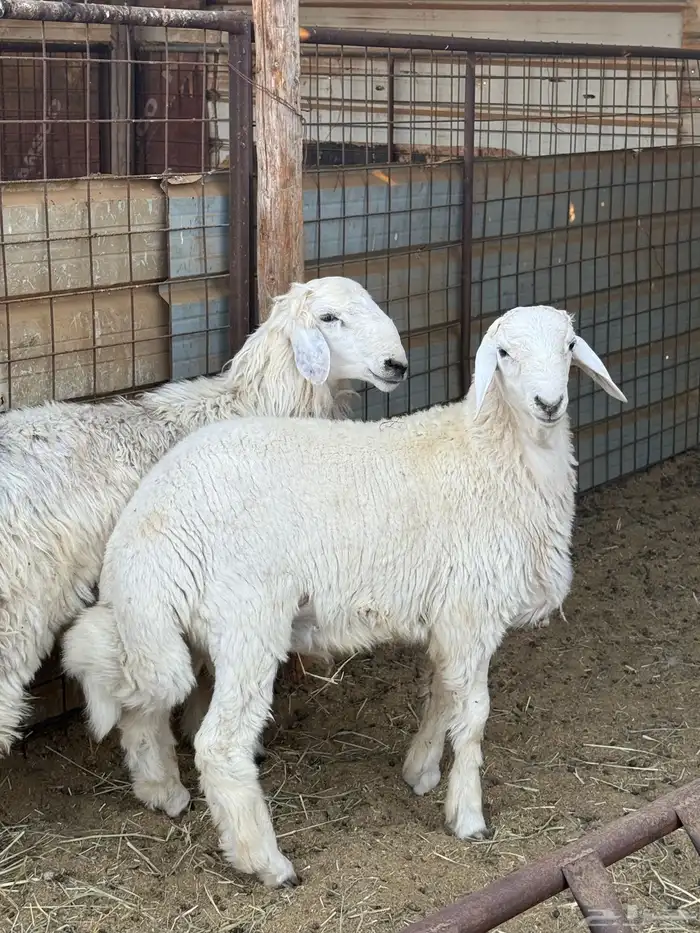 طليان حريه ذبايح 3
