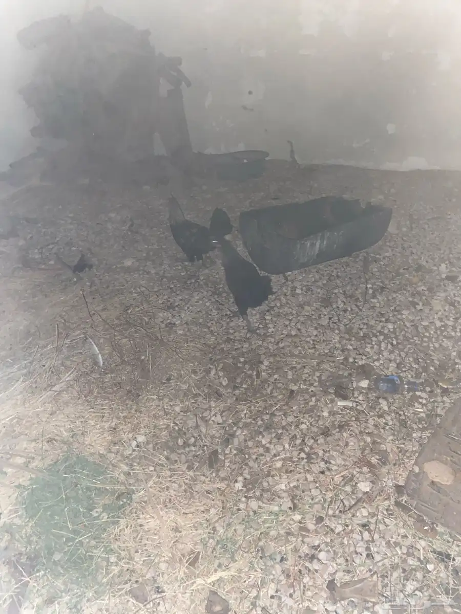 في الفردانيه الدجاج عل السوم جمله و تفريد 2