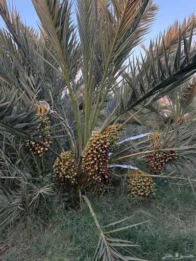 صيف مزرعه للبيع 21