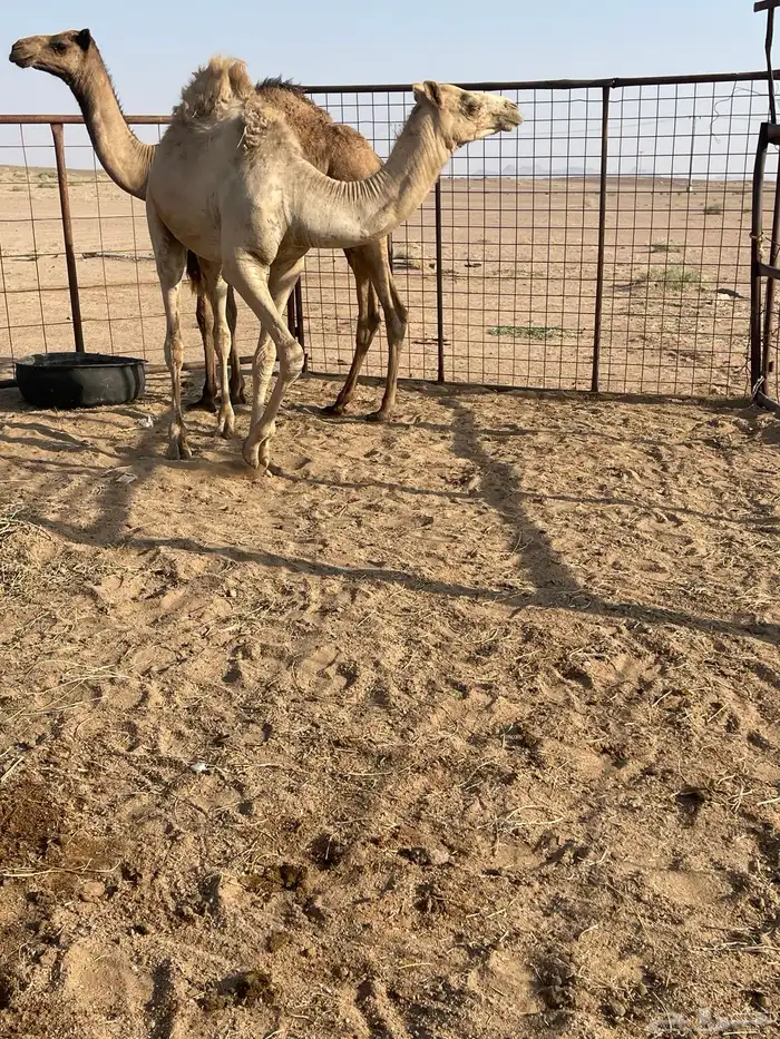 قعودين للبيع 6