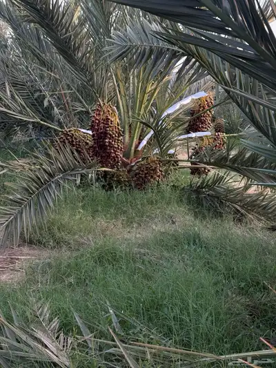 صيف مزرعه للبيع 11