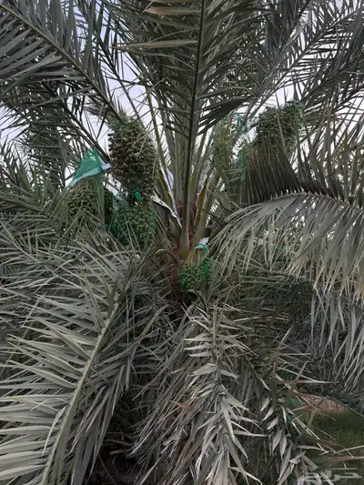 صيف مزرعه للبيع 6