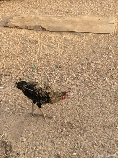 يوجد عدد 14 ديك لبيع جمله 2