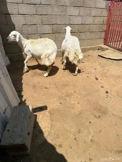 تم اللبيع 1