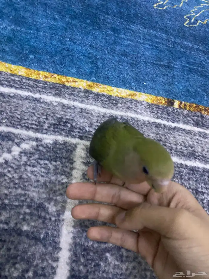 روز للبيع لعوب جدآ و نشيط ولا يعاني من اي أمراض 1